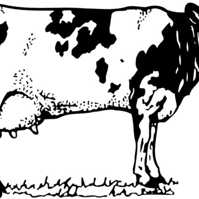 COW026 Thumbnail