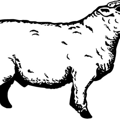 SHEEP011 Thumbnail