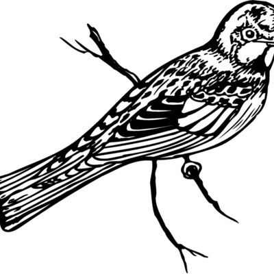 BIRD019 Thumbnail