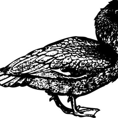 BIRD097 Thumbnail