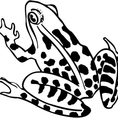 FROG01 Thumbnail