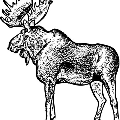 MOOSE004 Thumbnail