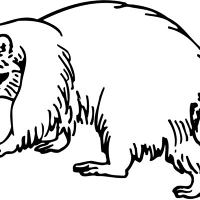 COON003 Thumbnail