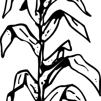 GRAIN006 Thumbnail