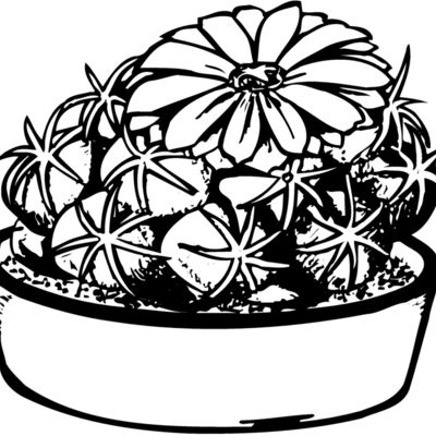 CACTUS02 Thumbnail