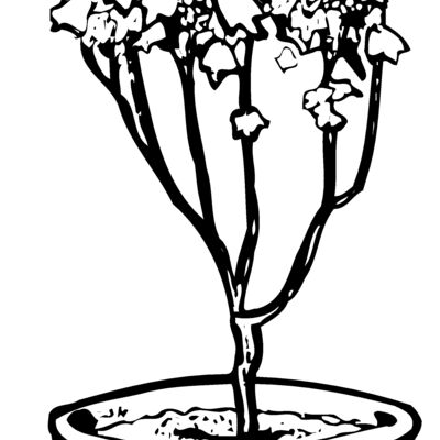 PLANT04 Thumbnail